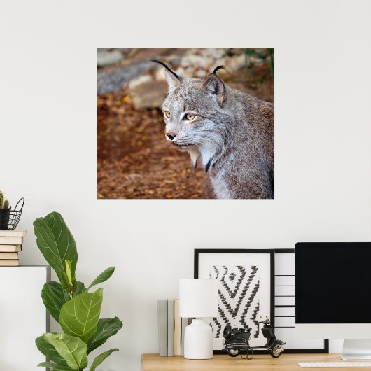 Poster Lynx canadienne (Bureau à domicile)