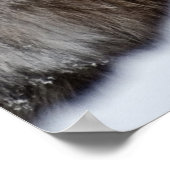 Poster Lynx canadienne dans la neige (Coin)