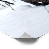 Poster Lynx canadienne dans la neige (Coin)