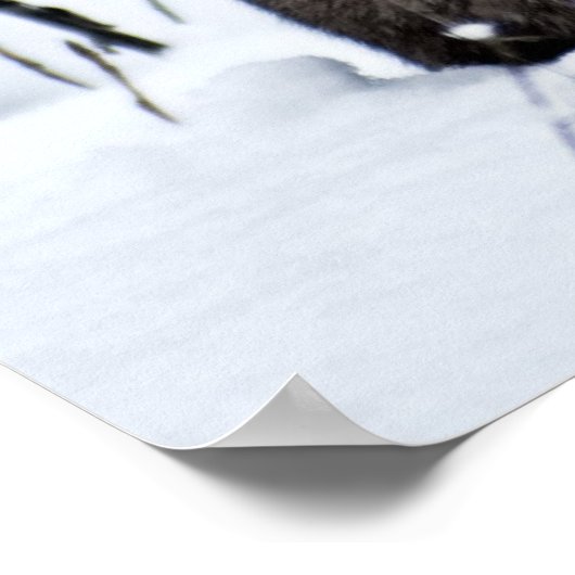 Poster Lynx canadienne dans la neige (Coin)