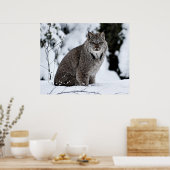 Poster Lynx canadienne dans la neige (Cuisine)