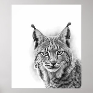 Poster Lynx Cat Sketch Portrait  Black white
