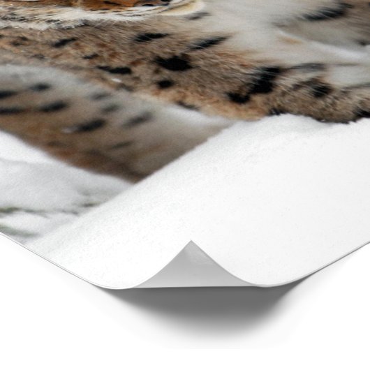 Poster Lynx de neige (Coin)