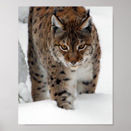 Poster Lynx de neige (Devant)