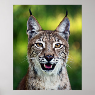 Poster Lynx de Sibérie - Souriant