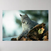 Poster lynx du Canada (Devant)