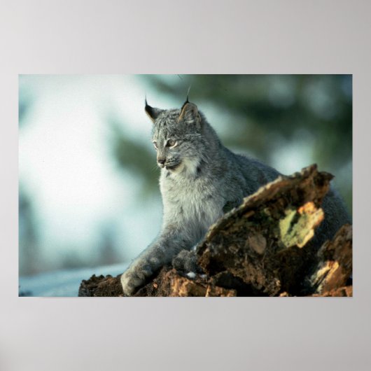 Poster lynx du Canada (Devant)
