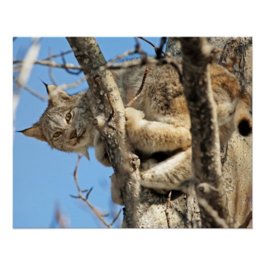 Poster Lynx espiègle (Devant)