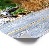 Poster Lynx Kitten (Coin)