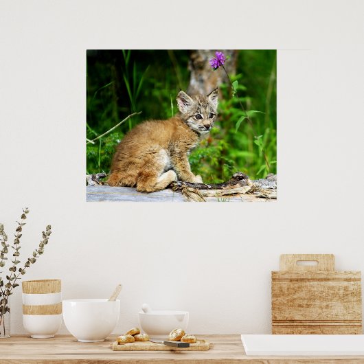 Poster Lynx Kitten (Cuisine)
