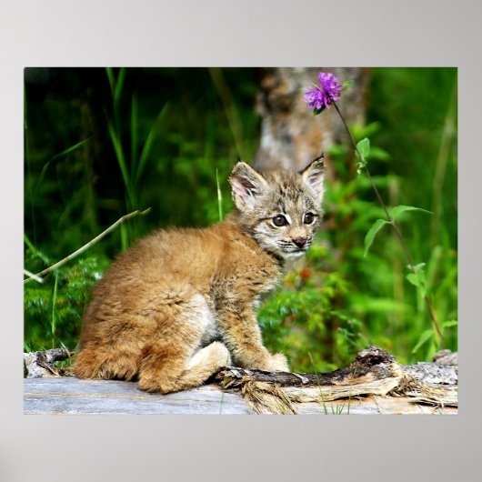 Poster Lynx Kitten (Devant)