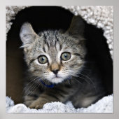 Poster Lynx Kitten (Devant)