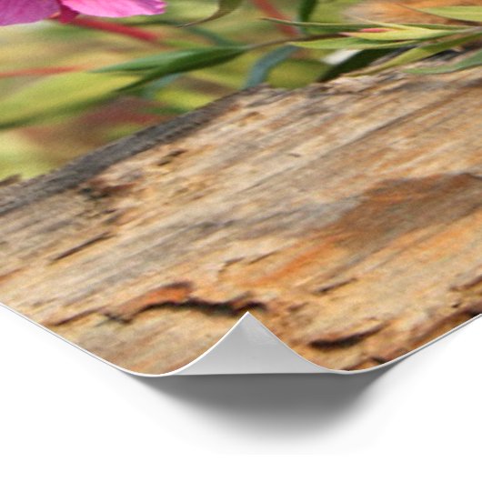 Poster Lynx Kitten, Canada, Alaska (Coin)