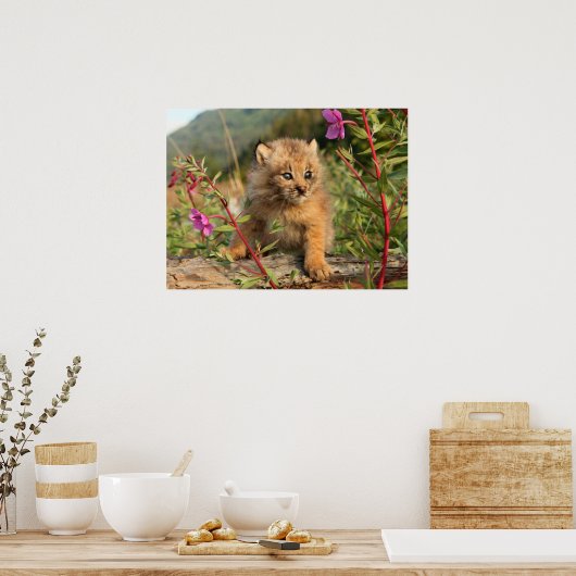 Poster Lynx Kitten, Canada, Alaska (Cuisine)