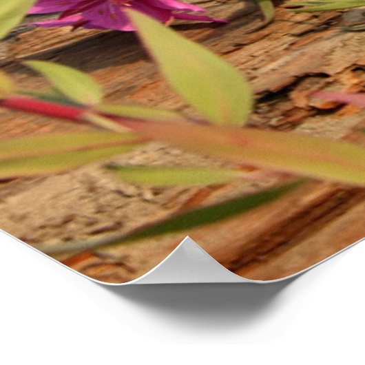 Poster Lynx Kittens, Canada, Alaska (Coin)