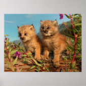 Poster Lynx Kittens, Canada, Alaska (Devant)