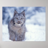 Poster lynx, Lynx lynx, dans la neige au pied des colline (Devant)
