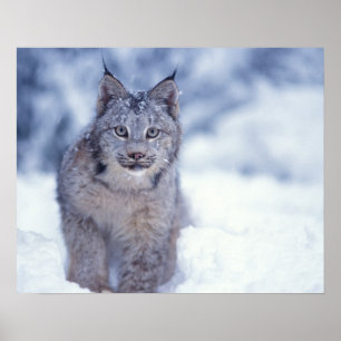 Poster lynx, Lynx lynx, dans la neige au pied des colline