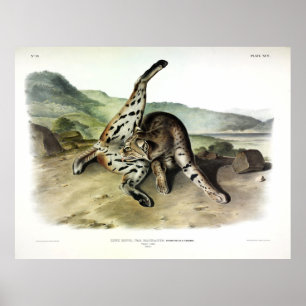 Poster Lynx texan (Bobcat, Lynx roux) (Lynx rufus)
