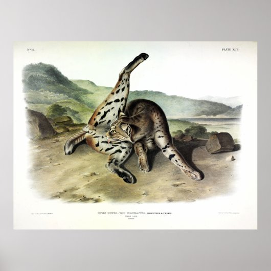 Poster Lynx texane (Bobcat, Lynx rouge) (Lynx Rufus) (Devant)