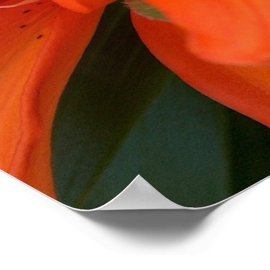 Poster Lys asiatique (Coin)