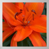 Poster Lys asiatique (Devant)