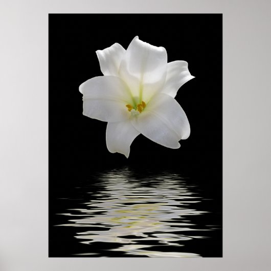 Poster lys blanc (Devant)