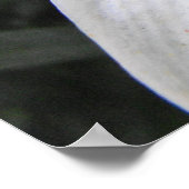 Poster Lys blanc (Coin)