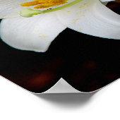 Poster Lys blancs (Coin)