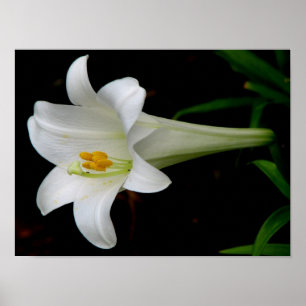 Poster Lys blancs