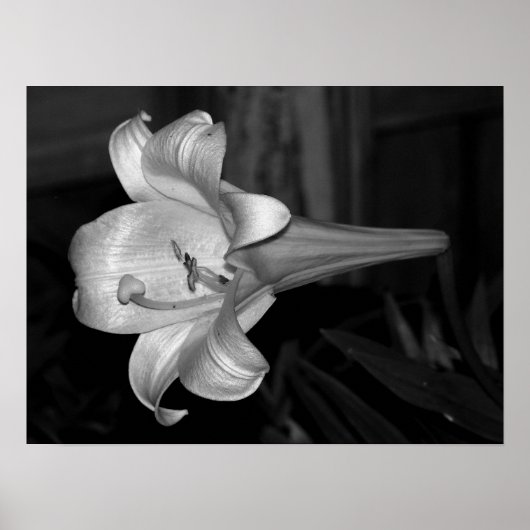 Poster Lys blancs (Devant)