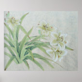 Poster Lys blancs (Devant)