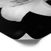 Poster Lys blancs (Coin)