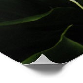 Poster Lys calla (Coin)