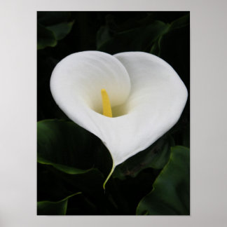 Poster Lys calla
