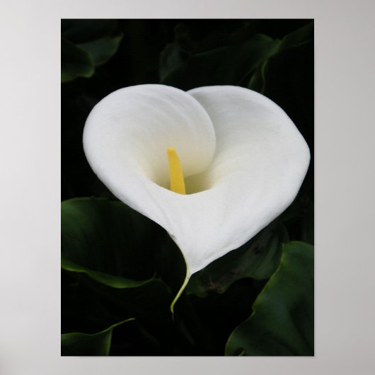 Poster Lys calla (Devant)