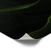 Poster Lys calla (Coin)