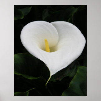 Poster Lys calla