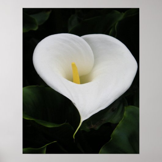 Poster Lys calla (Devant)