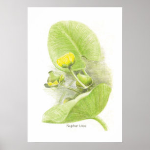 Poster Lys de fleurs