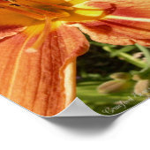 Poster Lys de jour (Coin)