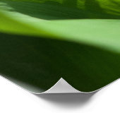 Poster Lys de la fleur de vallée (Coin)