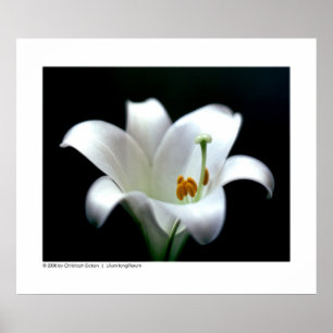 Poster Lys de Pâques Lilium longiflorum