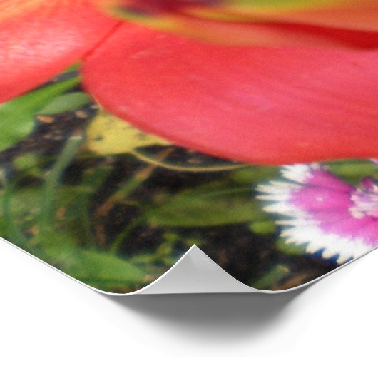 Poster Lys de tigre (Coin)