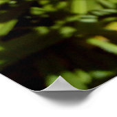 Poster Lys de tigre orange (Coin)