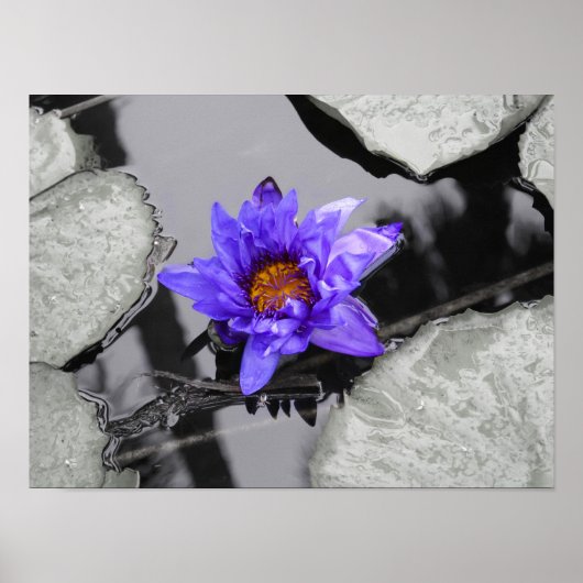 Poster Lys d'eau (Devant)