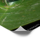 Poster Lys d'eau (Coin)