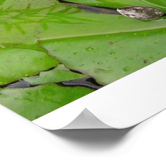 Poster Lys d'eau (Coin)