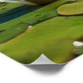 Poster Lys d'eau (Coin)