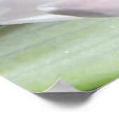 Poster Lys d'eau (Coin)